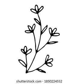 Hierba de bodas dibujada a mano. Elemento vegetal de una sola mano