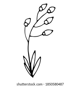 Hand drawn wedding herb, plant