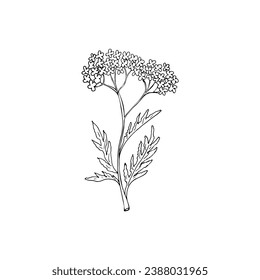 La mano dibujó hierba para hacer poción. Rama floral y flor. Verdor botánico rústico. Flor de boceto botánico.