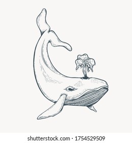 hand drawn whale artwork illustration