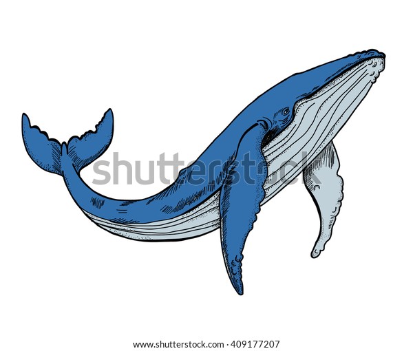Hand Drawn Whale Vector Stock Vector (Royalty Free) 409177207