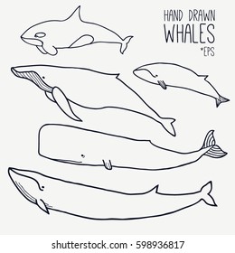 Hand drawn whales set. Outline Vector. Zoological illustration. Marine mammals, such as  blue whale, sperm whale, humpback whale, orca. Giant sea and ocean creatures. Underwater animals collection
