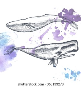 Hand drawn whales. Vector illustration.