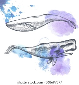 Hand drawn whales. Vector illustration.
