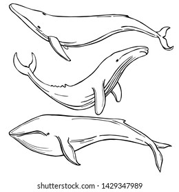 Hand drawn whales. Vector sketch  illustration.