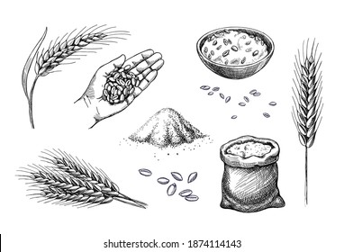 Hand drawn wheat. Cereal spikelets barley in hand, rye in bag, Wheat ear spikes and seed. Food sketch. Grains plants in bag. Vector engraving illustration.
