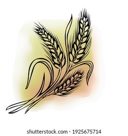 Hand drawn wheat ear line art. Beer barley on watercolor yellow background.