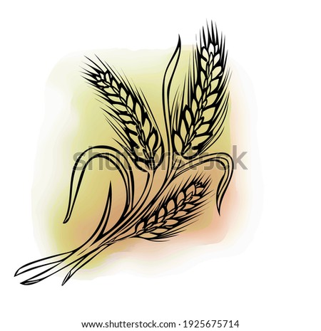 Hand drawn wheat ear line art. Beer barley on watercolor yellow background.