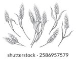 Hand drawn wheat ears. Cereal ear set isolated vector illustration