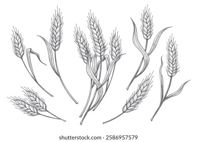 Hand drawn wheat ears. Cereal ear set isolated vector illustration