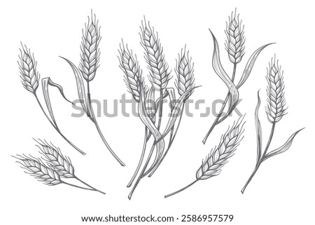 Hand drawn wheat ears. Cereal ear set isolated vector illustration