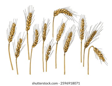 Hand drawn wheat ears collection