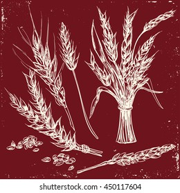 Hand drawn Wheat ears. decorative icons set. Isolated Vector illustration in sketch style.