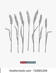 Hand drawn wheat ears  Engraved style vector illustration  Template for your design works 