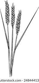 Hand drawn Wheat Ears Sketch Illustration
