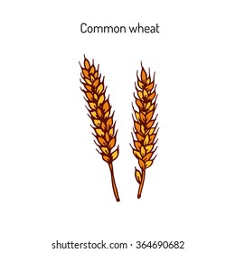 Hand drawn wheat ears sketch. Vector illustration