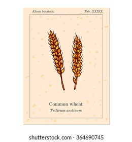 Hand drawn wheat ears sketch. Vector illustration