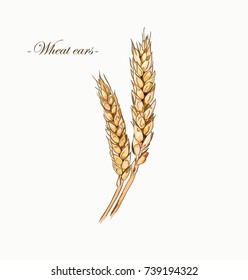 Hand drawn  wheat ears sketch