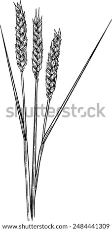 Hand drawn Wheat Ears Sketch Illustration