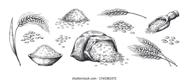 Hand drawn wheat. Grains plants in bag and cereal in bowl, rye barley and wheat ear spikes. Vector sketch illustration for food package design template, engraving food