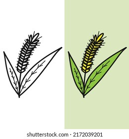hand drawn wheat illustration, editable vector file for all of your graphic needs.