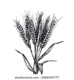 Hand drawn wheat illustration. Hand drawn rye in vintage engraving style. Farm organic food concept.  Vector illustration for agricultural, botanical, and natural design