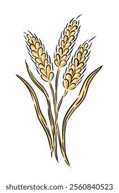 Hand drawn wheat stalks with contrasting details and natural elegance isolated on white.