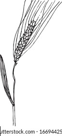 Hand drawn wheat. Vector illustration isolated on white background. Sketch illustration.