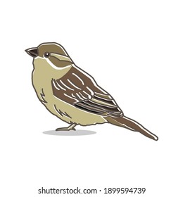 Hand Drawn Whimsical Cute Sparrow