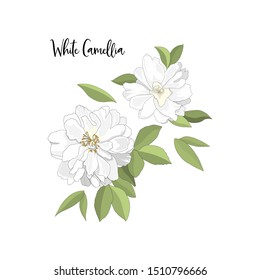 hand drawn white camellia flowers element