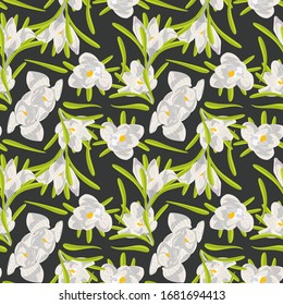 Hand drawn white crocus flowers seamless floral pattern on dark background. Vector illustration.