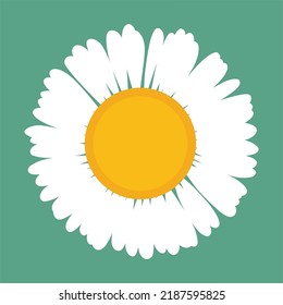 Hand drawn white daisy flower vector isolated on green background. Design for wrapping paper, tablecloth, gift paper, wallpaper and decor.