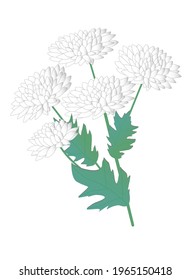 Hand drawn white flowers chrysanthemum with leaves isolated on white. Vector stock illustration