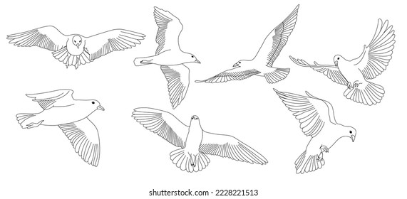 hand drawn white pigeons or doves line drawing.