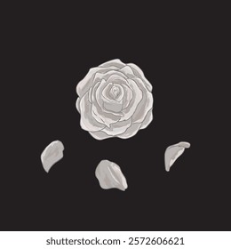 Hand Drawn White Rose illustration vector