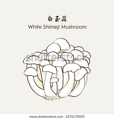 Hand drawn White Shimeji Mushroom 白玉菇. Hand drawn vector illustration in sketch style. EPS 10 商業照片 © 