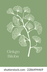 Hand drawn white Silhouette of ginkgo biloba tree isolated on white, Hand drawn ginkgo biloba set, Hand drawn line silhouette ginkgo biloba tree, hand drawn japanese vector flower line silhouette