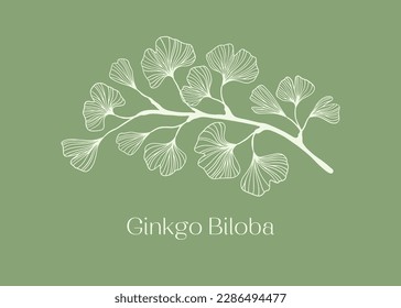 Hand drawn white Silhouette of ginkgo biloba tree isolated on white, Hand drawn ginkgo biloba set, Hand drawn line silhouette ginkgo biloba tree, hand drawn japanese vector flower line silhouette