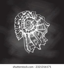 Hand drawn white sketch of  prehistoric ammonite, seashell. Sketch style vector illustration isolated on chalkboard  background.	