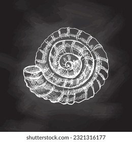 Hand drawn white sketch of  prehistoric ammonite, seashell. Sketch style vector illustration isolated on chalkboard  background.	