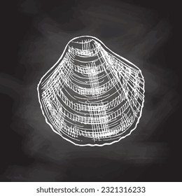Hand drawn white sketch of seashell, clam, conch. Scallop sea shell, sketch style vector illustration isolated on chalkboard  background.	