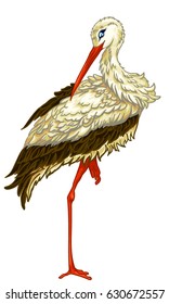 hand drawn White Stork isolated on white background. wild bird species.