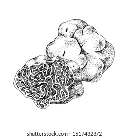 Hand drawn white truffle or tuber magnatum . Vector illustration