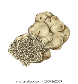 Hand Drawn White Truffle Or Tuber Magnatum . Vector Illustration