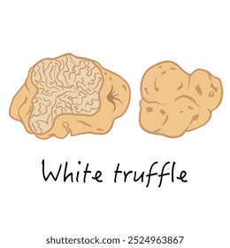 Hand drawn white truffle or tuber magnatum. Vector illustration isolated on white background for packaging design, poster, market banner, recipe, menu