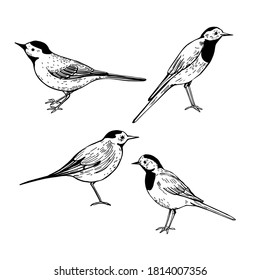 Hand drawn white wagtail (Motacilla alba). Vector sketch  illustration.