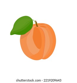 Hand drawn whole apricot fruit with leaf and half isolated on white background.Cartoon flat design. Vector illustration.