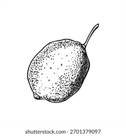 Hand drawn whole lemon with stem vector illustration painted by black inks. Monochrome citrus fruit linear drawing. Etching drawing of lime for organic food design, culinary decor, cooking book.