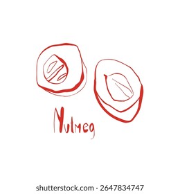 Hand drawn whole nutmeg illustration in whimsical botanical style for packaging design recipe cards and kitchen decoration