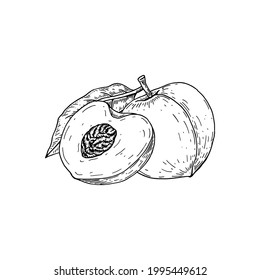 Hand drawn whole peach fruit and slice isolated on white background. Vector illustration in sketch style. Design element for package, label, poster, print, menu